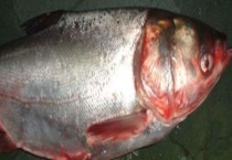 鲢鱼和鲶鱼有什么区别？？它们分别以什么为食