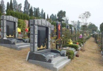 公墓绿化用什么树