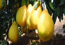 沙田柚苗嫁接繁殖 砧木种子的收集是怎样的