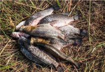 3斤大罗非鱼要养多久？