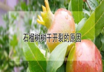 石榴树树干开裂的原因？