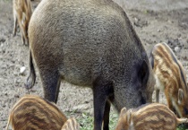 野猪妊娠的判别方式 主要有五种