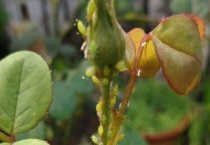 月季花有蜘蛛网怎么办？