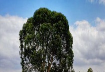 桉树什么时候开花 附桉树的地理分布