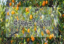 橘子树长虫了怎么多久？