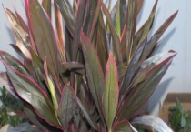 鸿运竹开花吗？