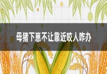 母猪下崽不让靠近咬人咋办