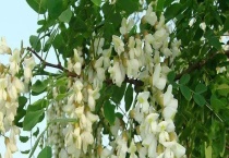 国槐和刺槐的区别？ 均有什么价值