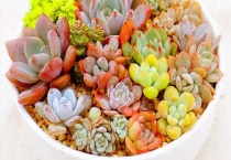 多肉五月份能换盆吗？