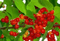 大樱桃树为啥做果后自己脱落