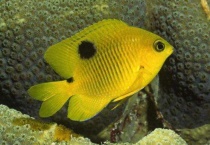 鱼受伤在水里怎么恢复