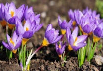 藏红花开花时间长吗？