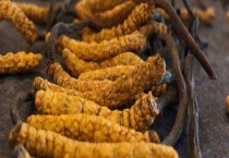 冬虫夏草分布在我国哪里 冬虫夏草是什么？