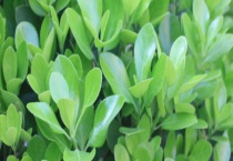 四季青与果岭草有什么不同 四季青草怎么种