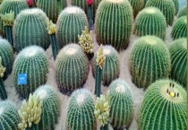 仙人球放在卧室好吗？仙人球的养护多久？