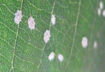 介壳虫用什么药最管用？药物使用注意事项