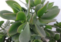 燕子掌和玉树的区别？