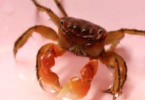 相手蟹吃什么？