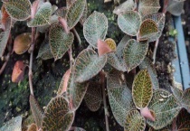 金线莲种子价格及种植方法 金线莲的栽培条件