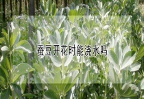 蚕豆开花时能浇水吗？