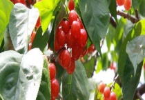 樱桃树苗种植时间是什么时候？什么是小坑深栽浅埋法