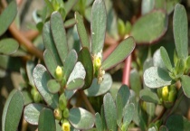 马齿菜可不可以生吃 生吃马齿菜有什么好处