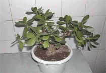 燕子掌怎样浇水