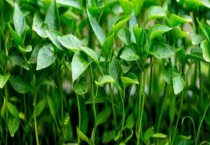 农村辣椒苗的催芽多久？