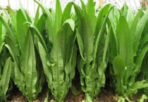 露地油麦菜种植多久？