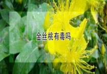金丝桃有毒吗？