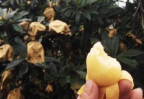 北方有枇杷吗？