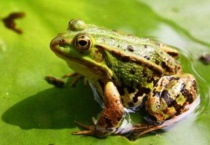 青蛙什么时候开始叫