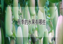 秋季的水果有哪些？