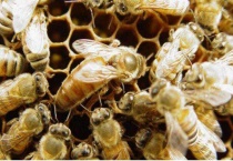 失王蜂群会不会飞走