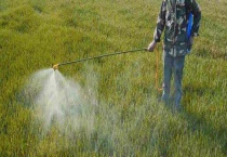 什么灭草剂可用于马唐草 附马唐草简介