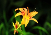 萱草和百合的区别？