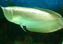 银龙鱼吃什么 附喂养时的注意事项