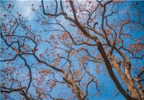 果树缺锌怎么补