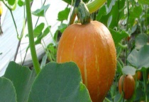 金瓜和南瓜的区别？ 附南瓜的功效与作用