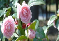 复合肥施肥后要浇水吗？