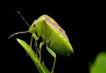 稻绿蝽 主要有哪些类型