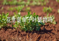 花生是单子叶植物吗？