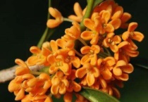 桂花什么时候凋谢