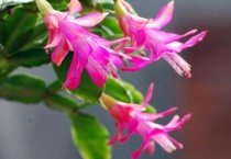 蟹爪兰怎么嫁接成活快