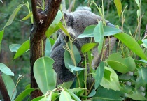 树袋熊吃什么？