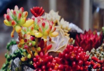 乙女心和虹之玉的区别？