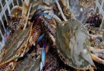 梭子蟹公母哪个好吃？怎么区分公母