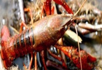 小龙虾苗多少钱一斤？小龙虾怎么养殖