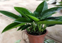 大叶金钻冬天怕冷吗？