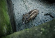野猪是保护动物吗？